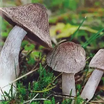 Bokmusseron