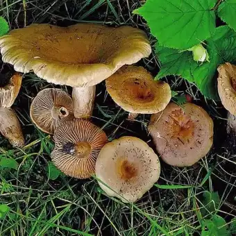 Hasselmælkehat