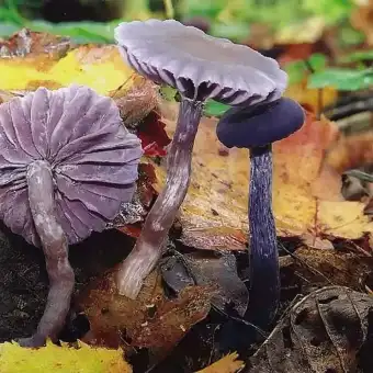 Violetter Lacktrichterling
