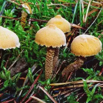 Cistoderma amiantino