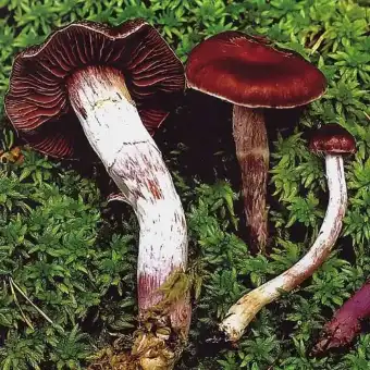 Cortinario temprano