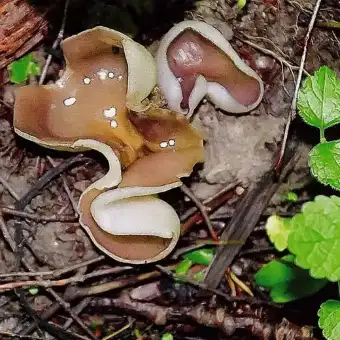 Peziza allargata