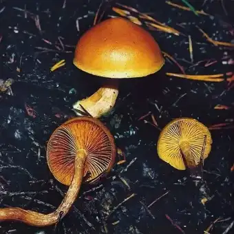 Plettet flammehat