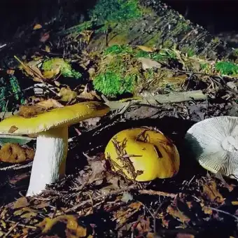 Russola giallo chiaro
