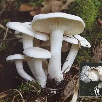 Liofilo blanco