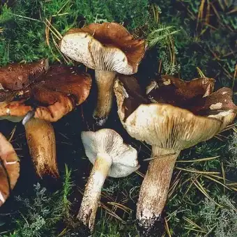 Tricoloma blanco y pardo