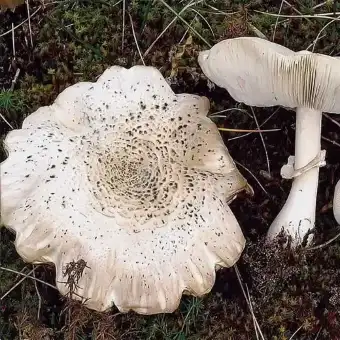 Kreideweißer Egerlingsschirmling