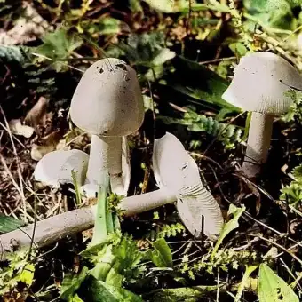 Muchomor pochwiasty