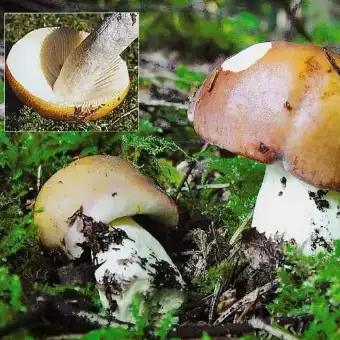 Orangeroter Graustiel-Täubling