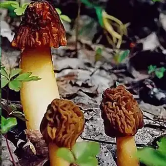 Verpa boema
