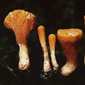 Bukagalvis pirštūnis