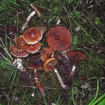 Bukyninis nuosėdis