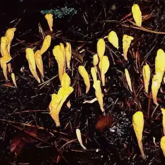 Zungen-Keule