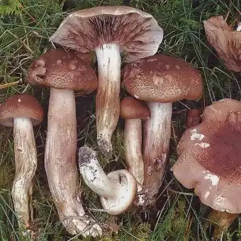 Schuppiger Ritterling