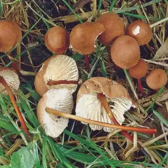 Vitlöksbrosking