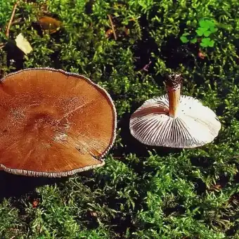 Cistoderma cinabrio