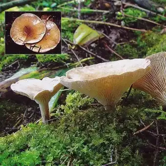 Lejkówka bladoochrowa