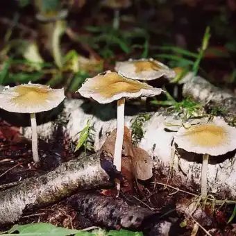 Kruchaweczka zatarta
