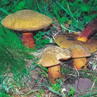 Borowik ceglastopory