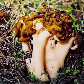 Kæmpe-stenmorkel