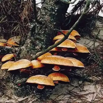 Łysak wspaniały