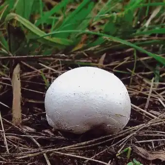 Riesenbovist