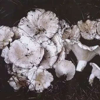 Bielaczek olbrzymi