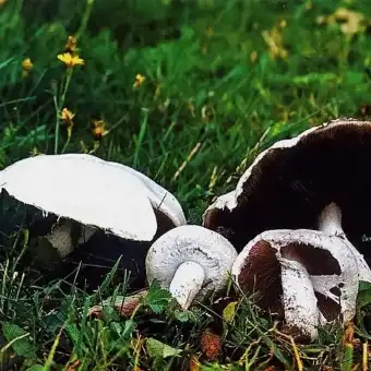 Weißer Anis-Egerling