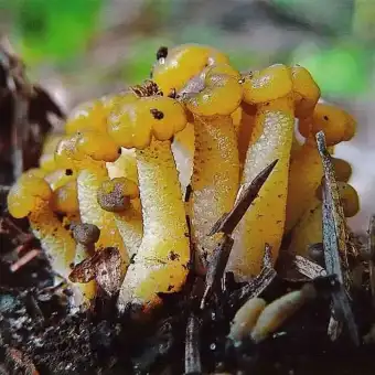 Gelésvamp