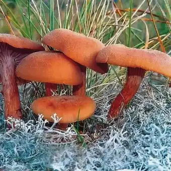 Lakówka dwubarwna