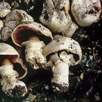 Stadt-Champignon