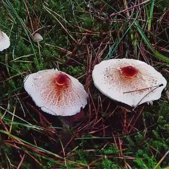 Stinkende parasolhat