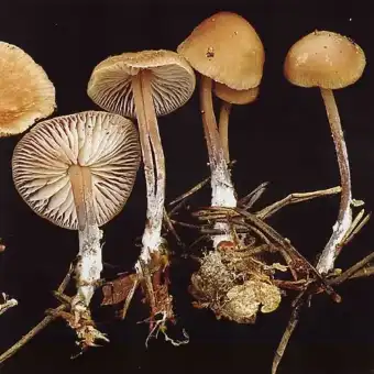 Stinkender Rübling