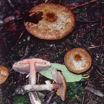 Großer Blut-Egerling