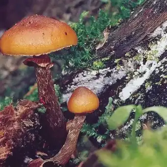 Hełmówka jadowita