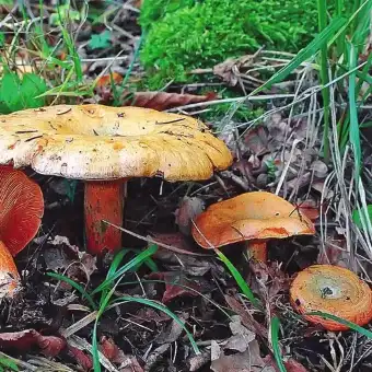 Granblodriska