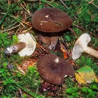 Mleczaj przydymiony