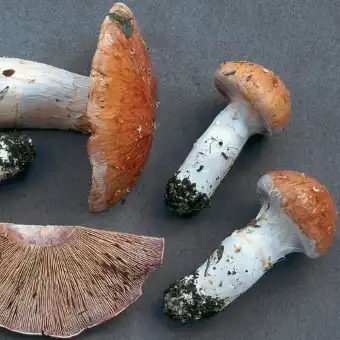 Cortinarius claricolor (Shaggy-stemmed Webcap)