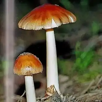 Tawny Grisette