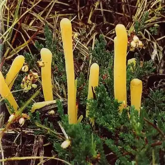 Clavulinopsis elvola