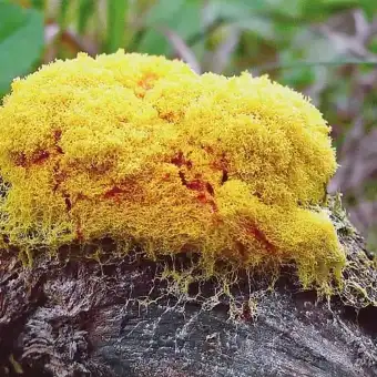 Gelbe Lohblüte