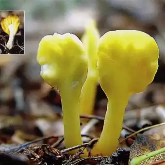 Yellow Fan / Fairy Fan