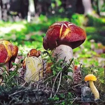 Yellow-cracked Bolete (Leccinum nigrescens)