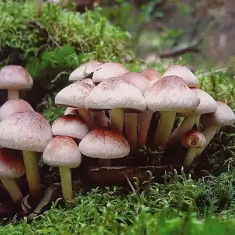Ifoloma laterizio