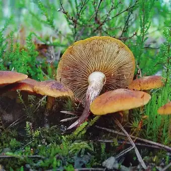Łysak żółtobrązowy