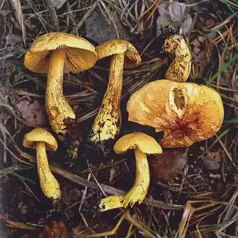 Tricholome fauve
