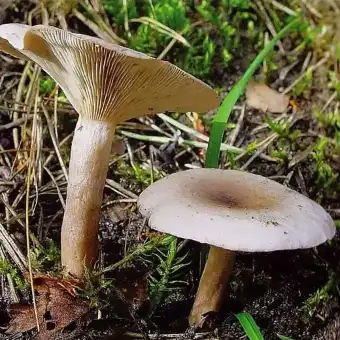 Graufleckender Milchling