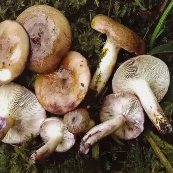 Mleczaj lepki