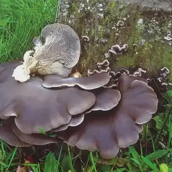 Pleurote en huître
