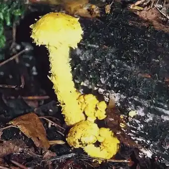 Flammende skælhat